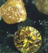 diamant-zlaty